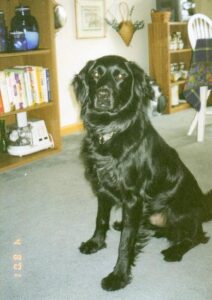 Jack's New Home on the Goat Farm Image